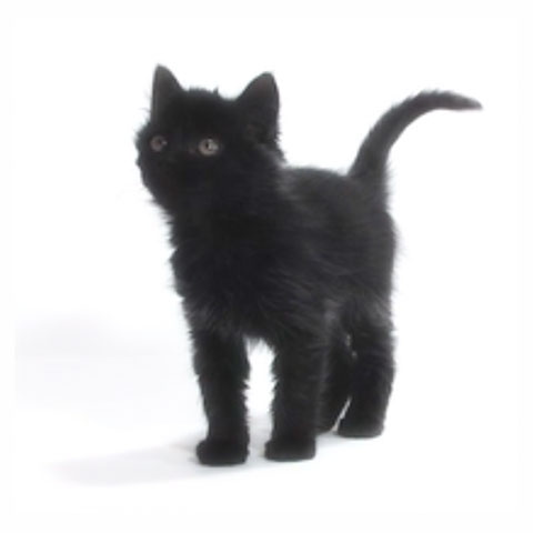 gattino