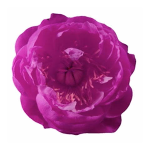 viola
